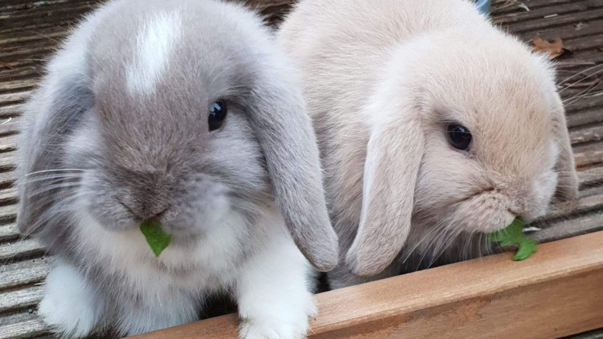 Can bunnies eat parsley