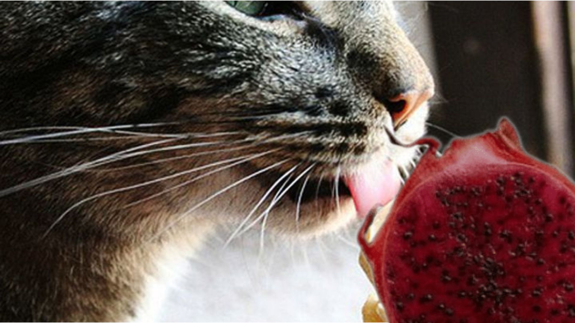 Can cats eat dragon fruit
