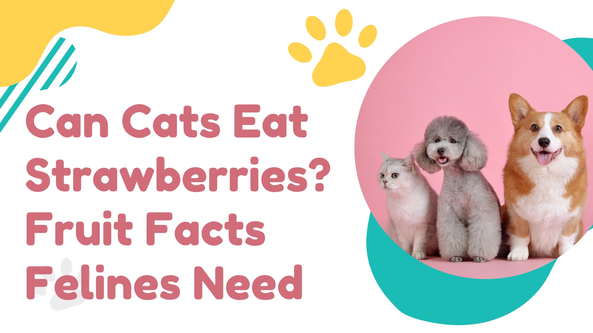Can Cats Eat Strawberries? Benefits, Risks, and Feeding Tips