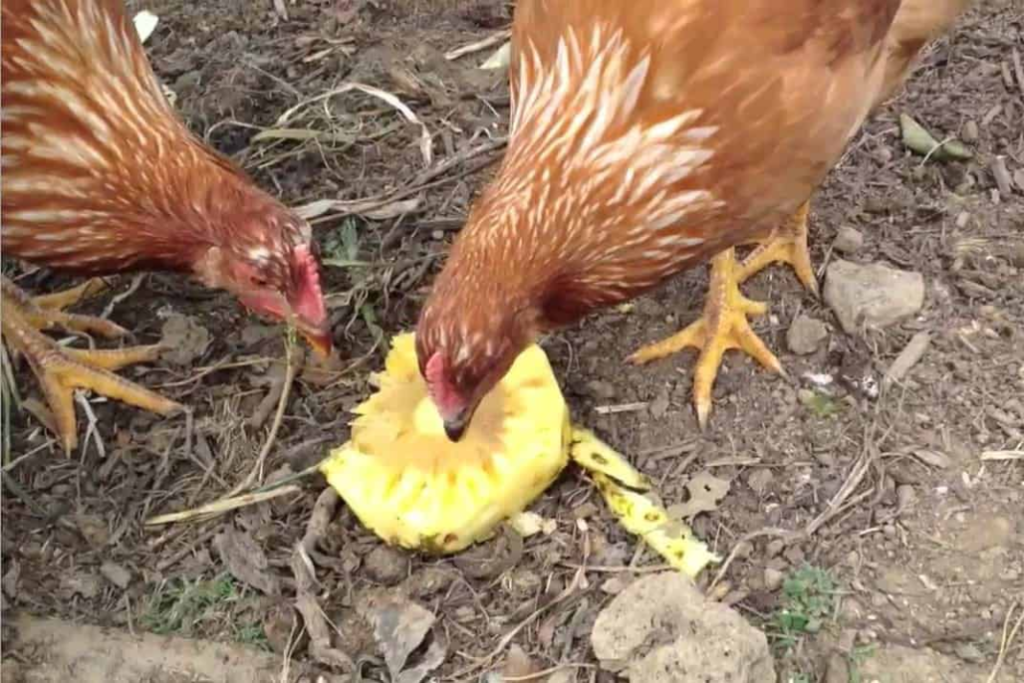 Can Chickens Eat Pineapple