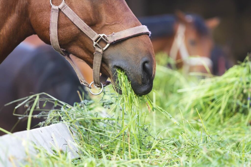 Can Horses Eat Celery