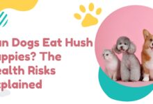 Can Dogs Eat Hush Puppies?