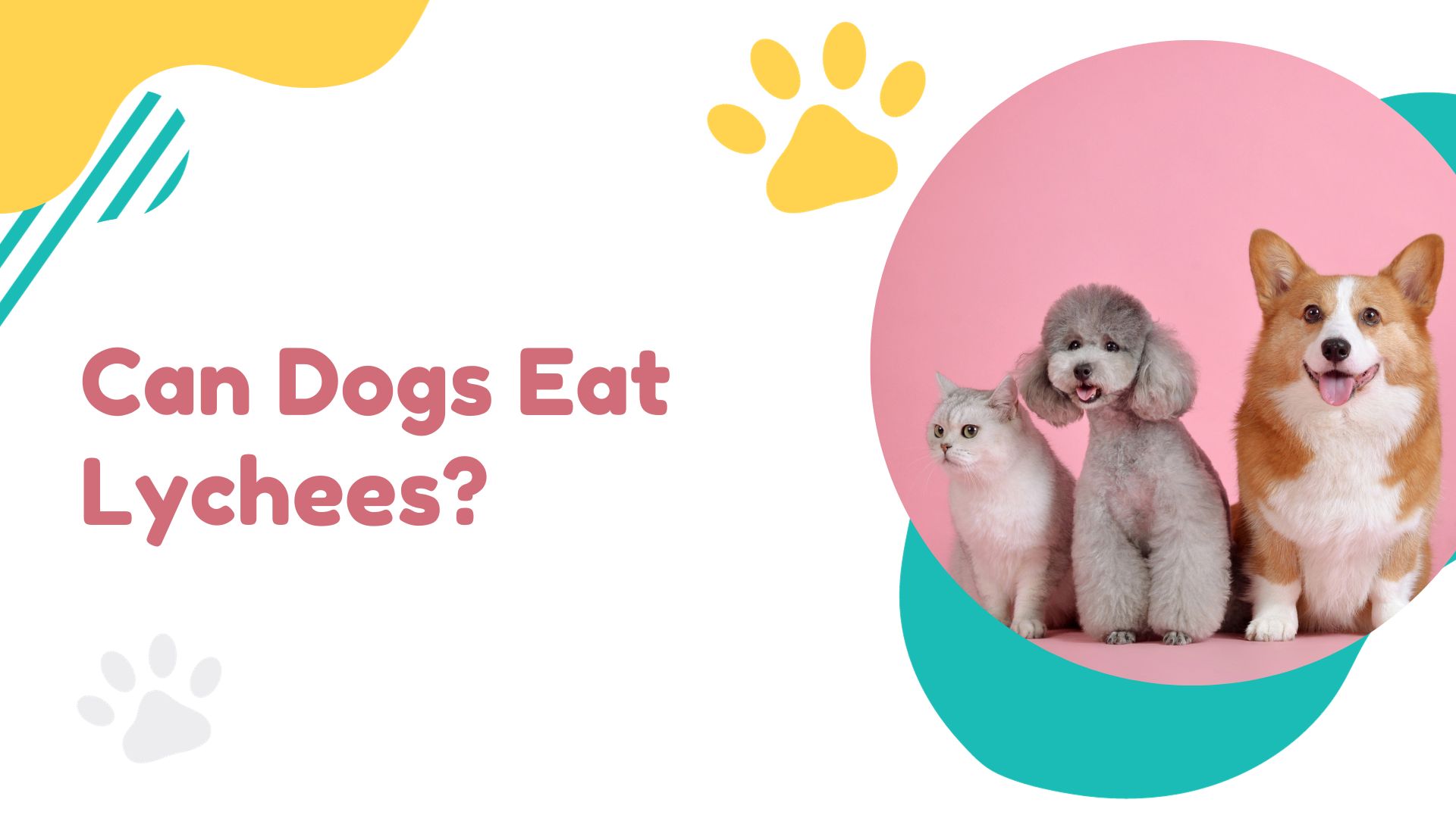 Can Dogs Eat Lychees?