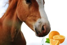 Can Horses Eat Oranges?