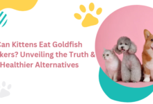Can Kittens Eat Goldfish Crackers