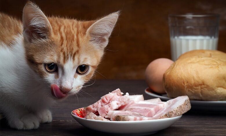 Can Cats Eat Pretzels