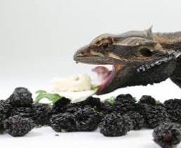 Can Bearded Dragons Eat Blackberries
